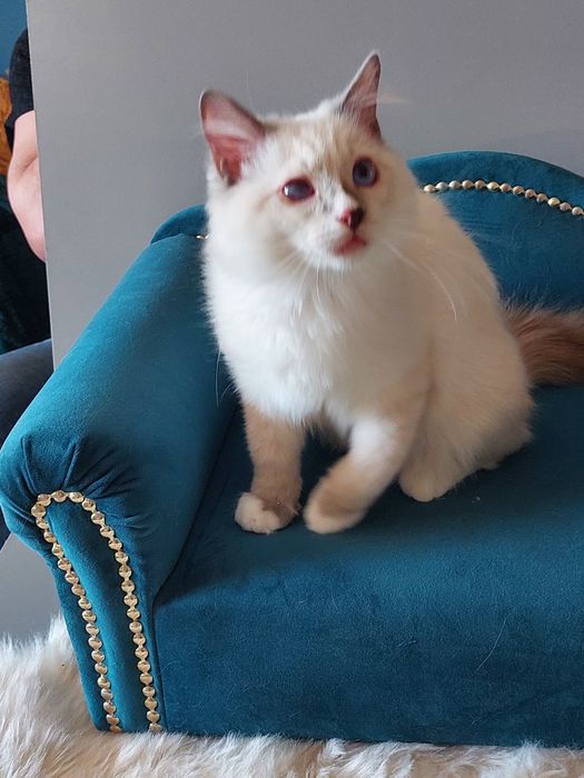 Filemon Ragdoll FPL/FIFE