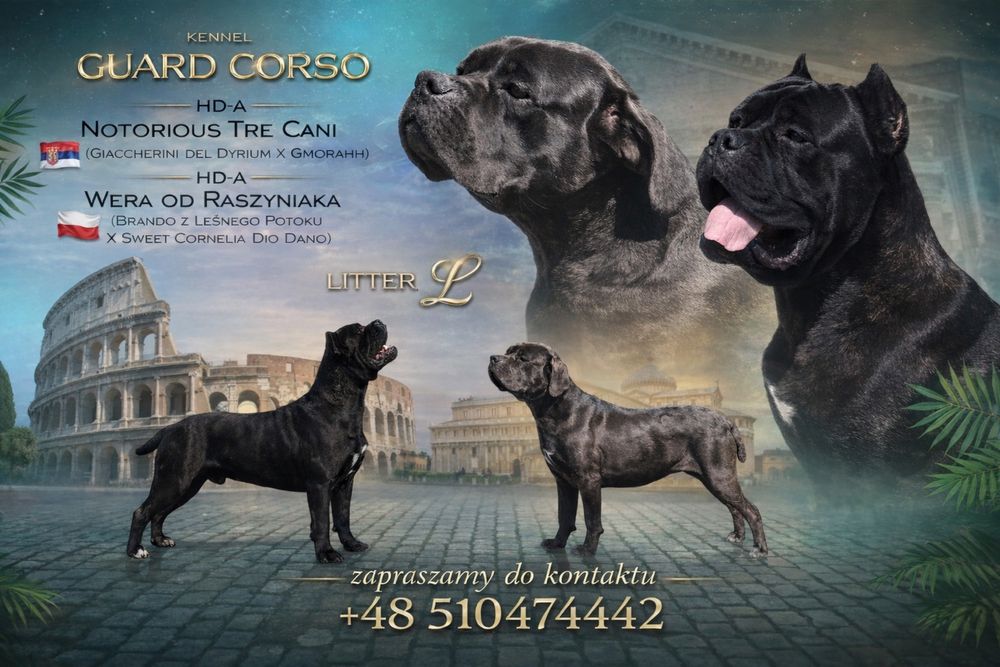 Cane Corso TOP! Zapowiedz miotu!