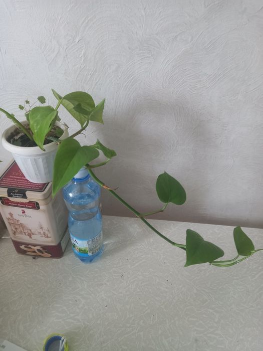 сингониум, епіпремнум, сансевієрія Ханни