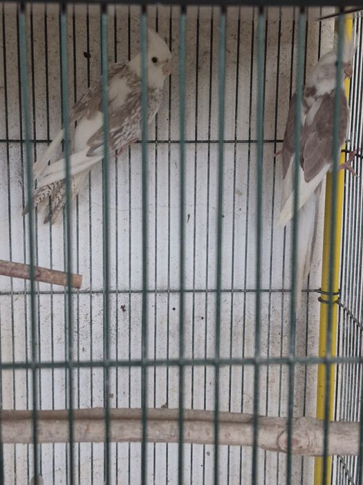 Caturra arlequim canela