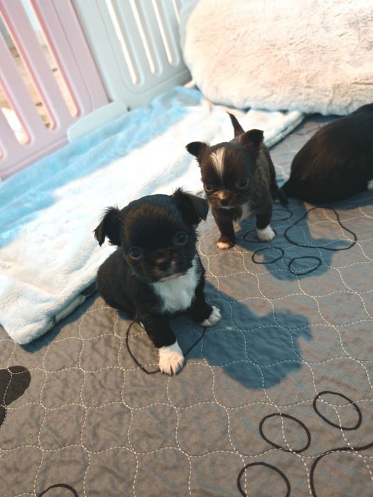 Chihuahua długowłosa chlopczyk