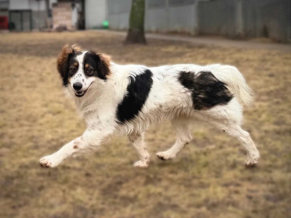 Dorian z Sobolewa szuka domu!