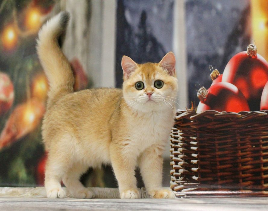 Ох, ця шубка! Ох, ці очі! Чекаємо маму