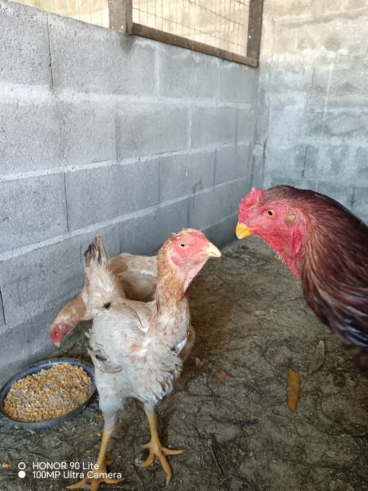 Ovos Indio Gigante