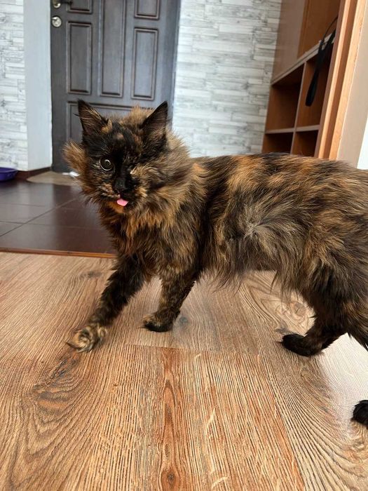 Особенная кисонька