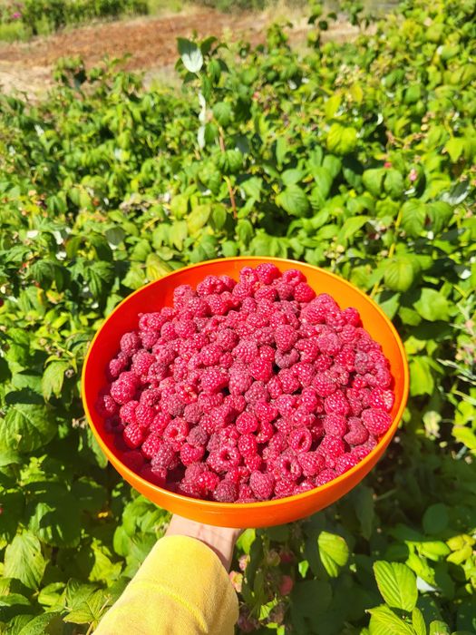 Варення полуничне  варення суничне варення малинове  варення з абрикос