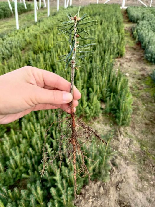 Jodła kaukaska, dwuletnia, hartowana; ABIES NORDMANNIANA