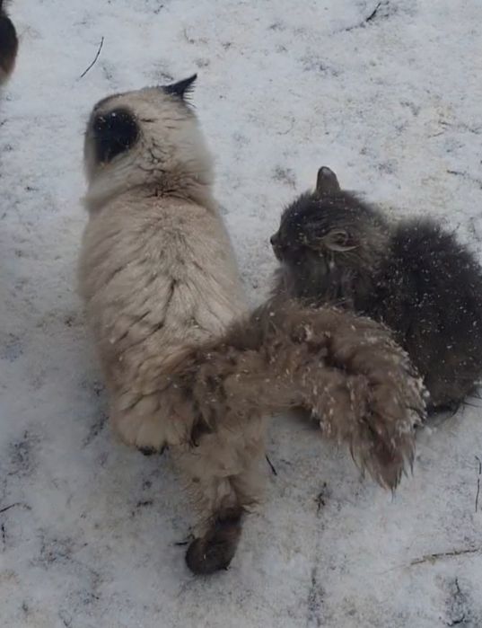 Котята ждут семью.