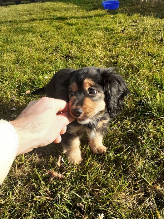 Песик 3 місяці дівч