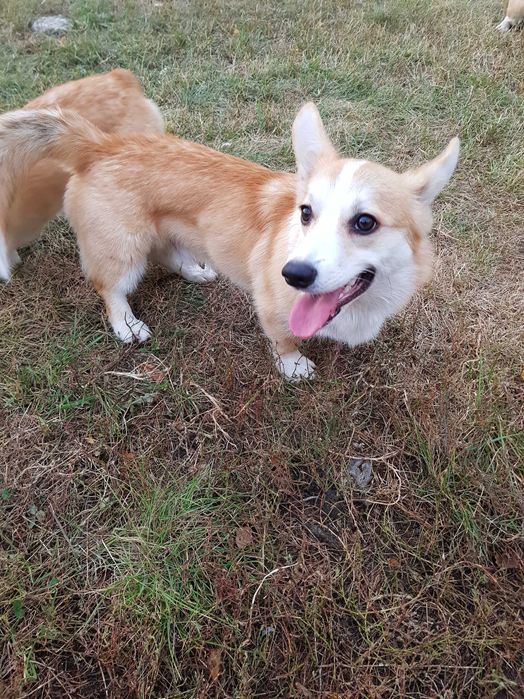 Шукає дім неймовірний хлопчик коргі пемброк.