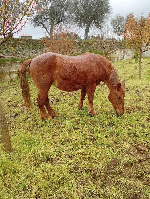 Várias éguas e poldros disponíveis