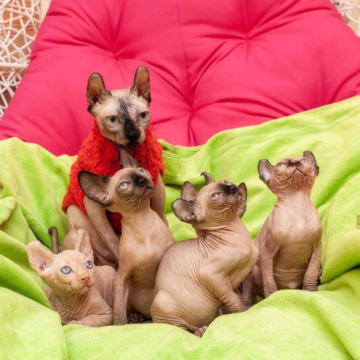 Кошенята канадський сфінкс