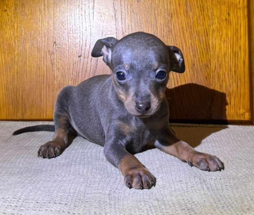 Pinscher miniatura