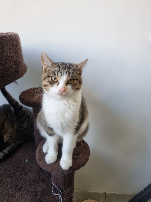 Kocurek Igor szuka domu