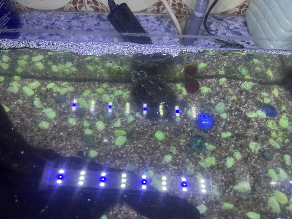 Tartaruga, peixe e acessorios
