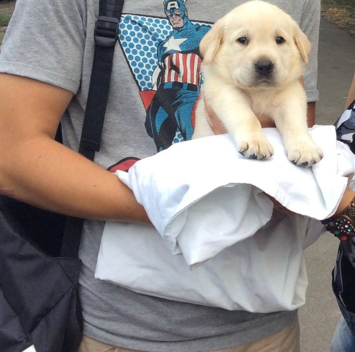 Лабрадор ретривер