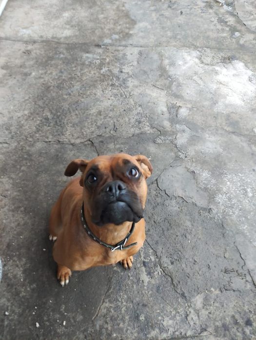 Отдам боксер девочка