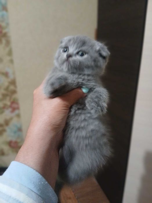 Шотландские веслоухие котята