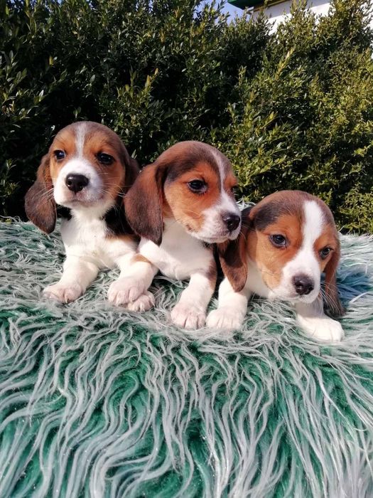 Продам цуценят бігля.