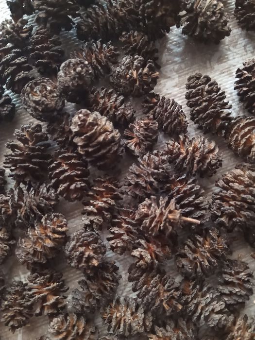 Szyszki olchowe oczyszczające