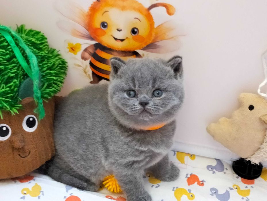 Słodka koteczka  Rodowód Międzynarodowy