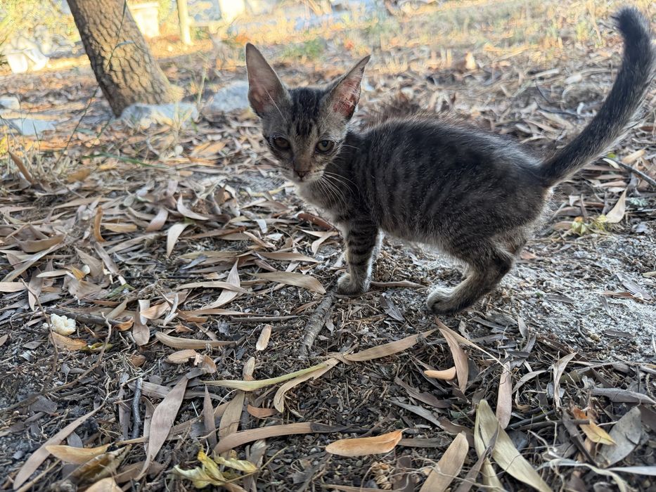 Gatinhos para adoção