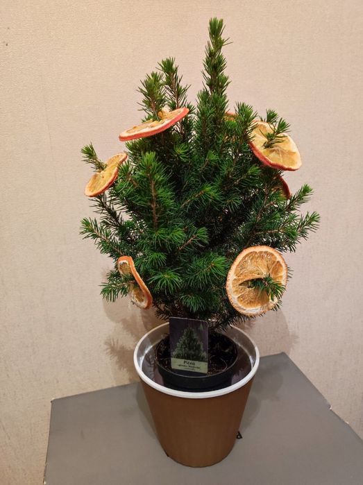 Ёлочка канадская в горшочке  Pecea glauca Perfecta