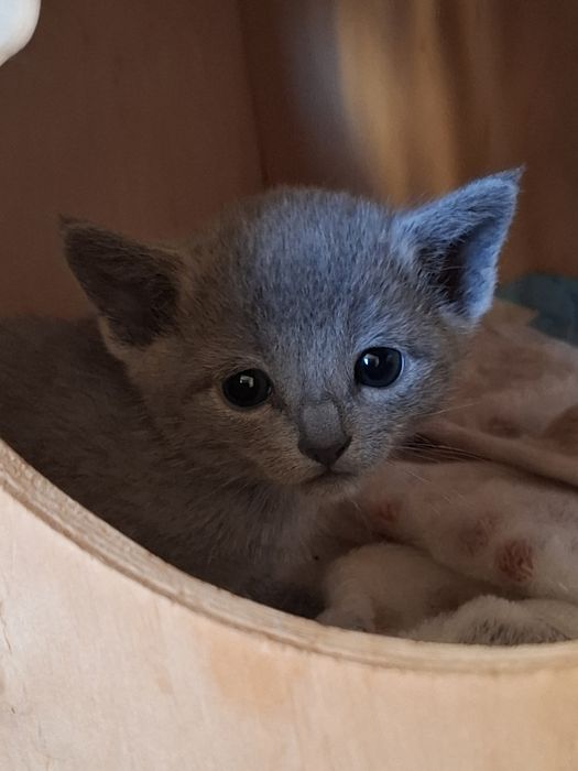 Kotka rosyjska niebieska