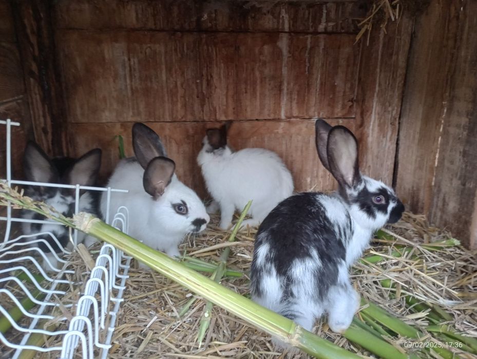 Króliczki mieszańce (wiedeńsk,i olbrzym belgijski bos,srokacz)