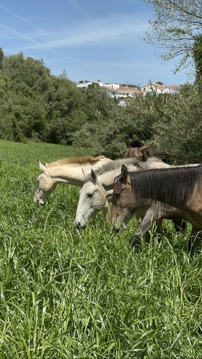 The Lusitano of your dreams is here !!!
