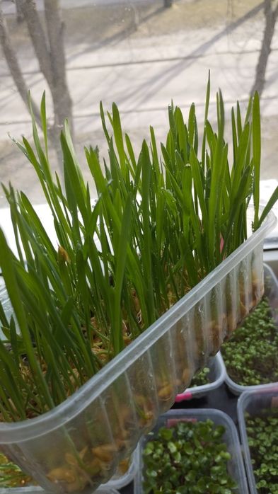 Трава для животных