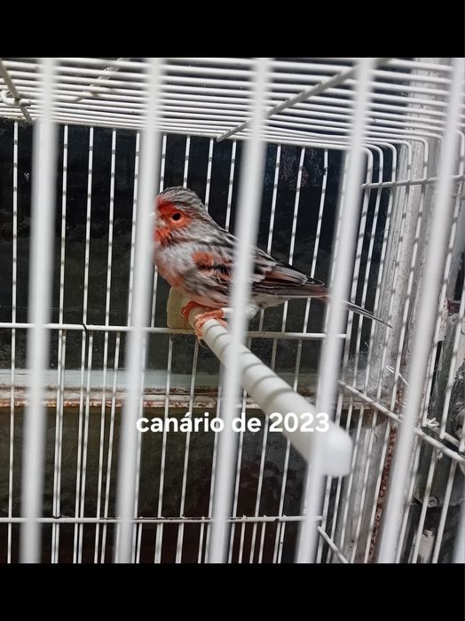 Canarios 2023 machos