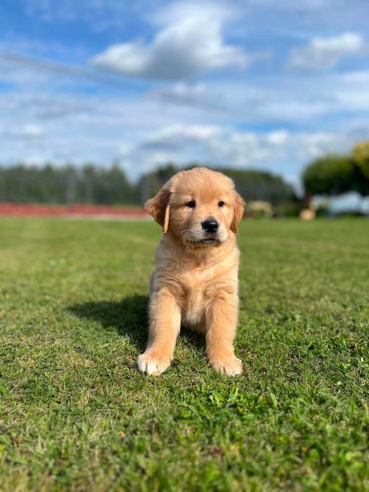 Golden Retriever
