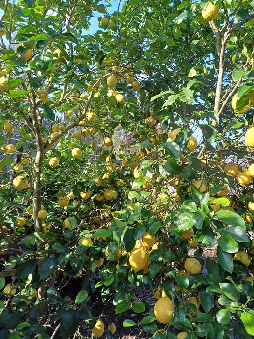 Vendo limoes caseiros