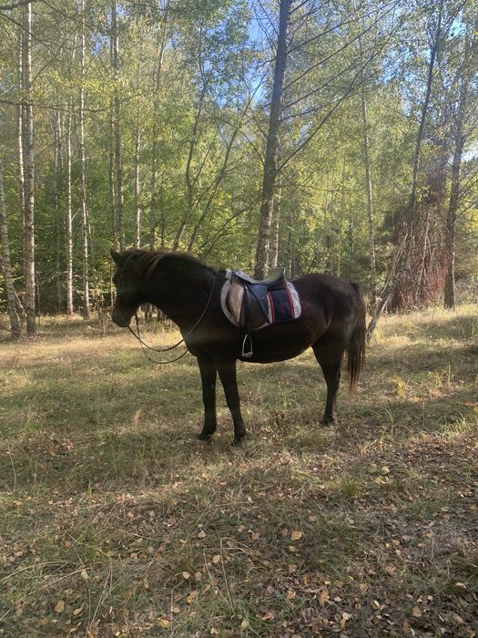 Продам кобилу 14 років