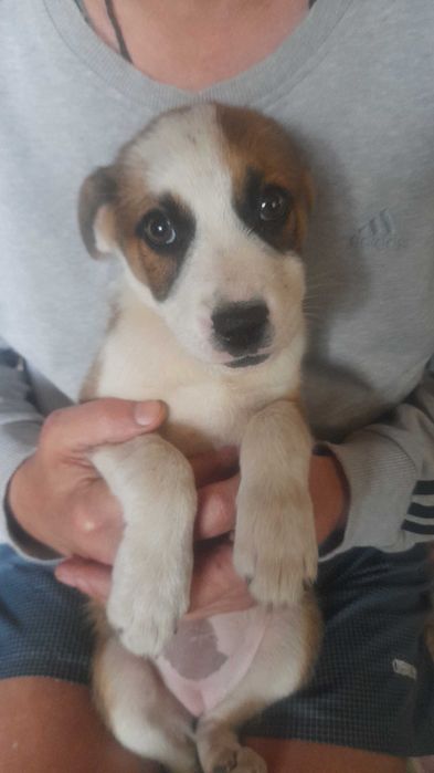 Безкоштовно маленькі пухнастики