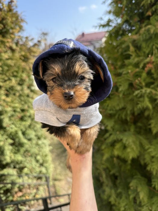 Цуценята йорк терєр