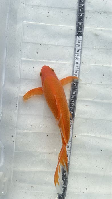 Vendo lote inteiro + 80 kois mais material