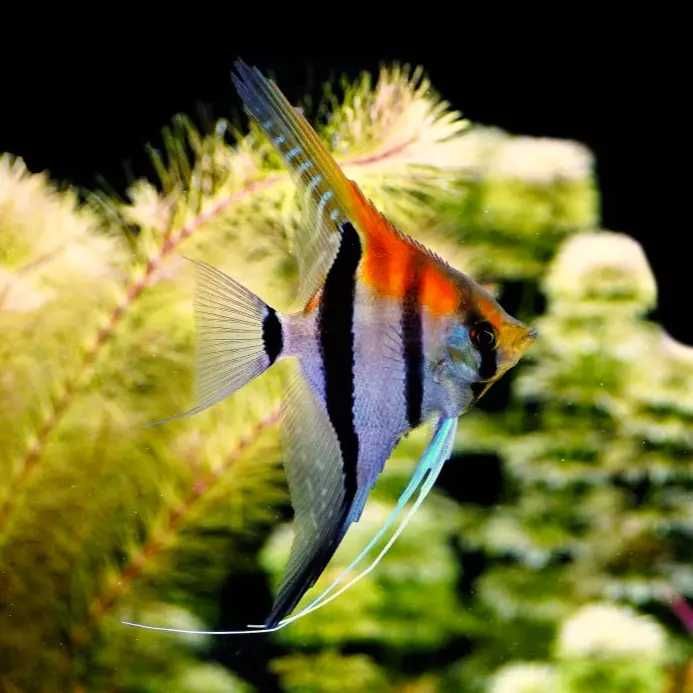 GB Skalar Manacapuru