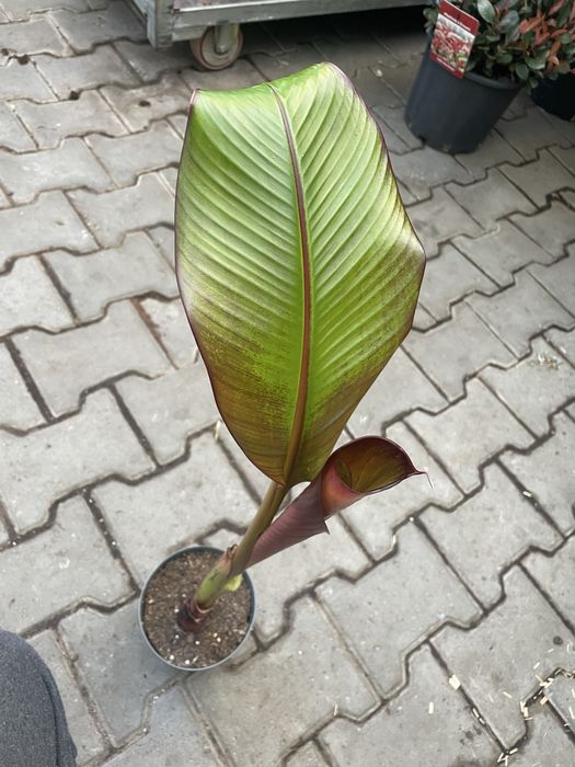 Bananowiec abisynski Maureli