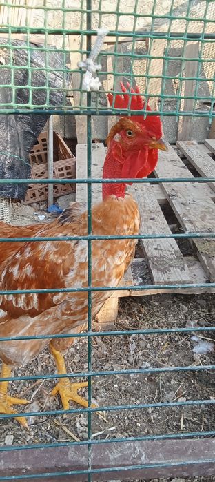 Galo pica no chão