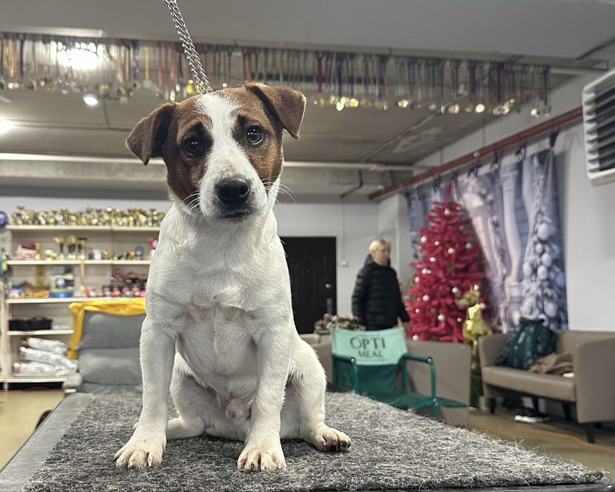 Гладкий мальчик джек рассел