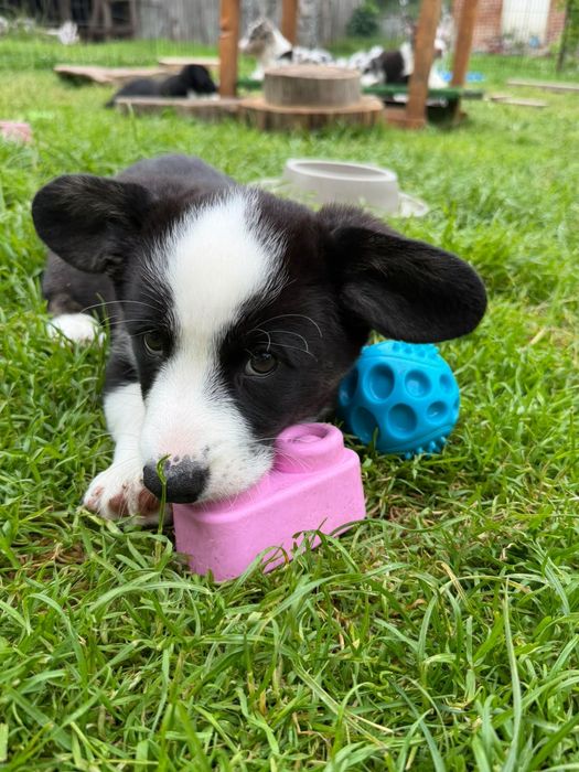 Welsh CORGI Cardigan FCI samiec