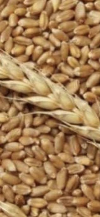 Продам ячмінь, пшеницю овес
