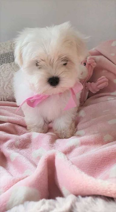 Mini Piesek Maltańczyk do 2,5 kg. Piękny. Bialutki.