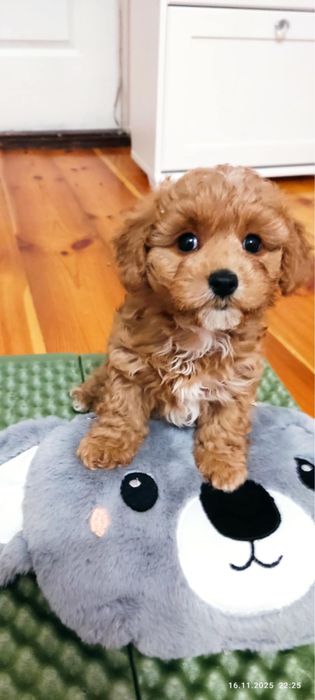 Sunia z rodowodem i chipem Maltipoo