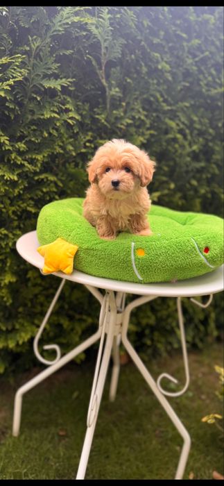 Pieknie umaszczone maleńkie maltipoo