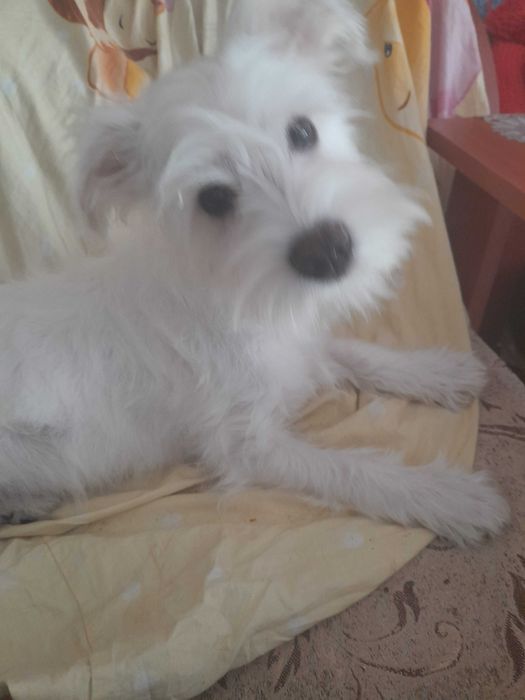 samczyk sznaucer miniaturowy biały