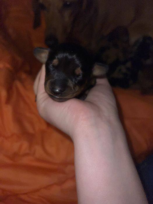 Чорнопідпала дівчинка
