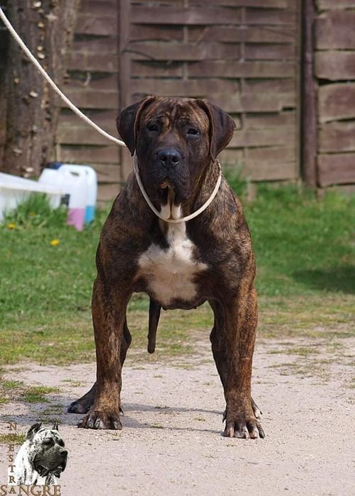 Hodowla Presa Canario! ZKwP/FCI